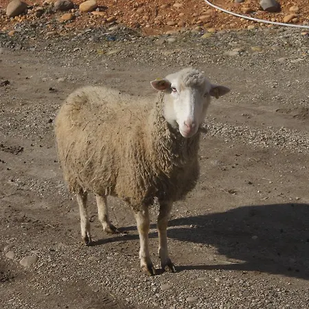 La Petite Ferme Des Vitoz