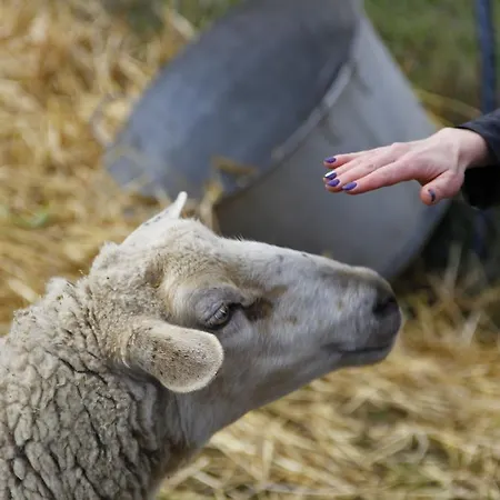 La Petite Ferme Des Vitoz בית חווה Assieu